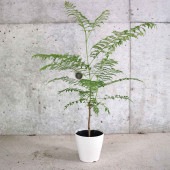 ジャカランタ ミモシフォリア 【観葉植物 3.5号ポット／1個売り】|観葉植物