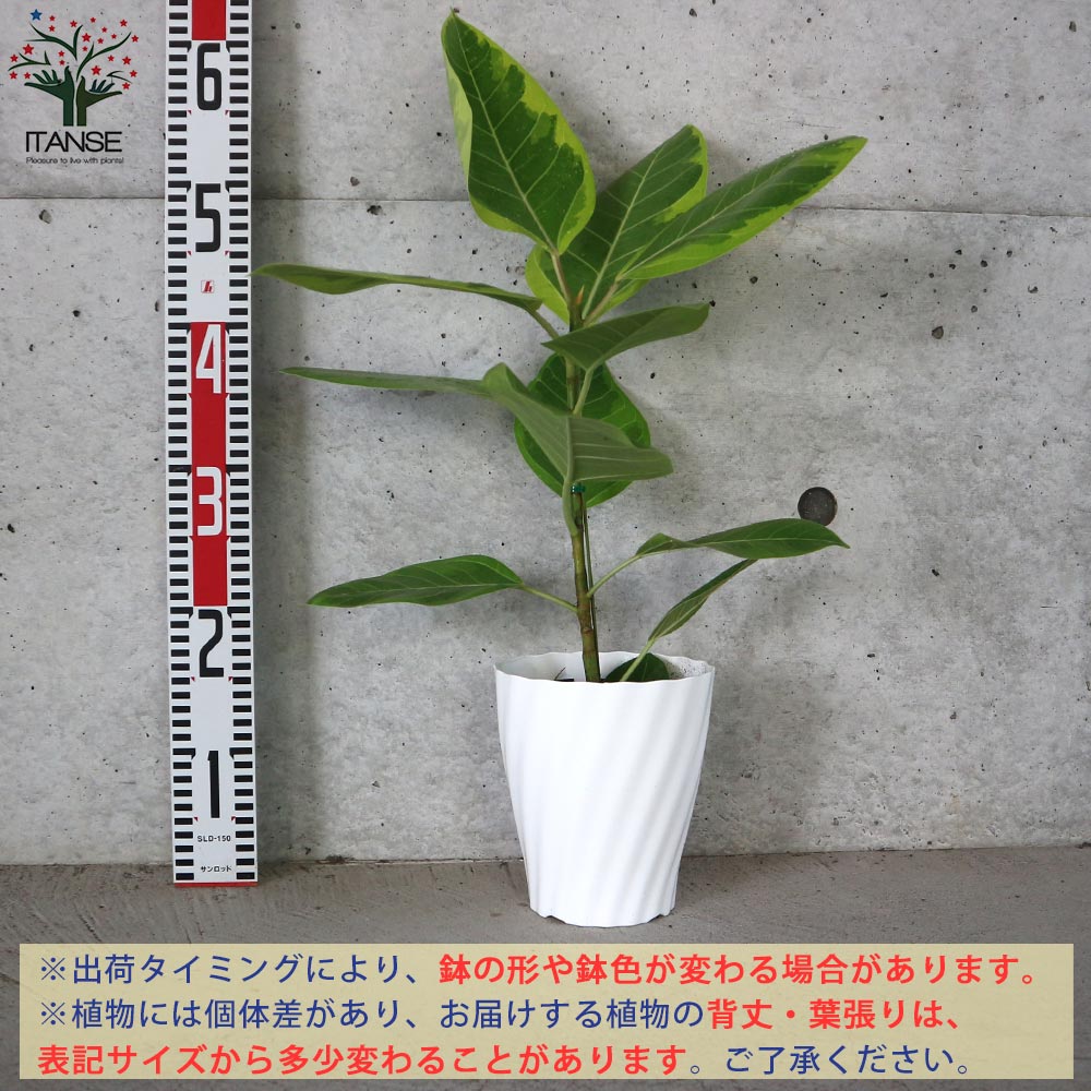 フィカス アルテシーマゴムの木 【観葉植物 5号鉢／1個売り