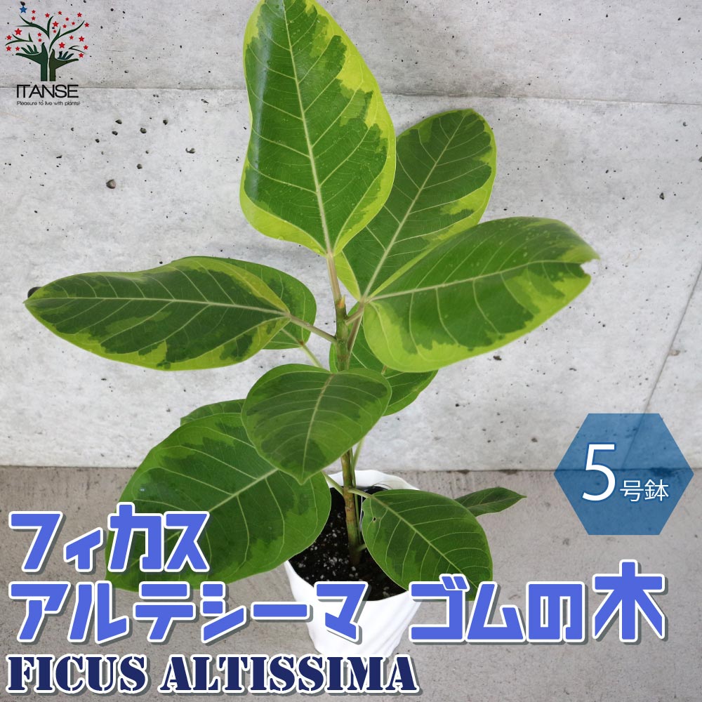 フィカス アルテシーマゴムの木 【観葉植物 5号鉢／1個売り】