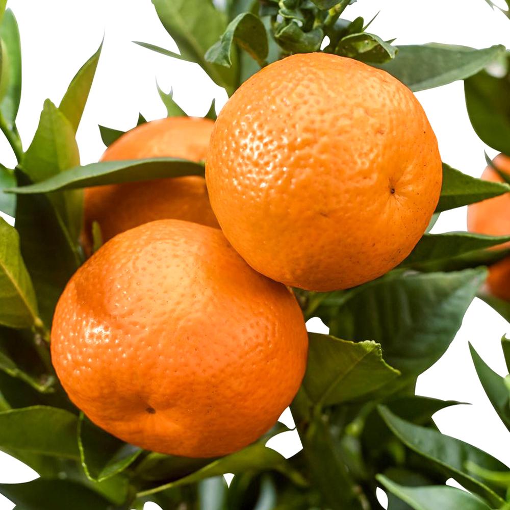 柑橘の苗 吉田ポンカン【果樹の苗木 15cmポット 1～2年生 接木苗／1個売り】