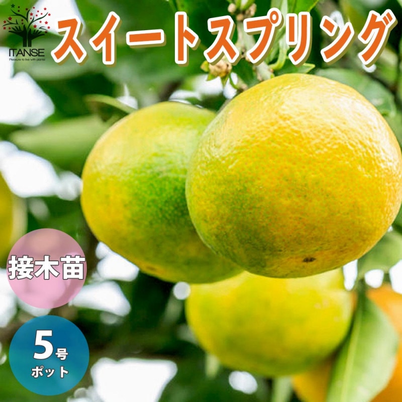 ブラッド オレンジ(希少品種 柑橘苗)」【果樹接木苗12～15cmポット大苗