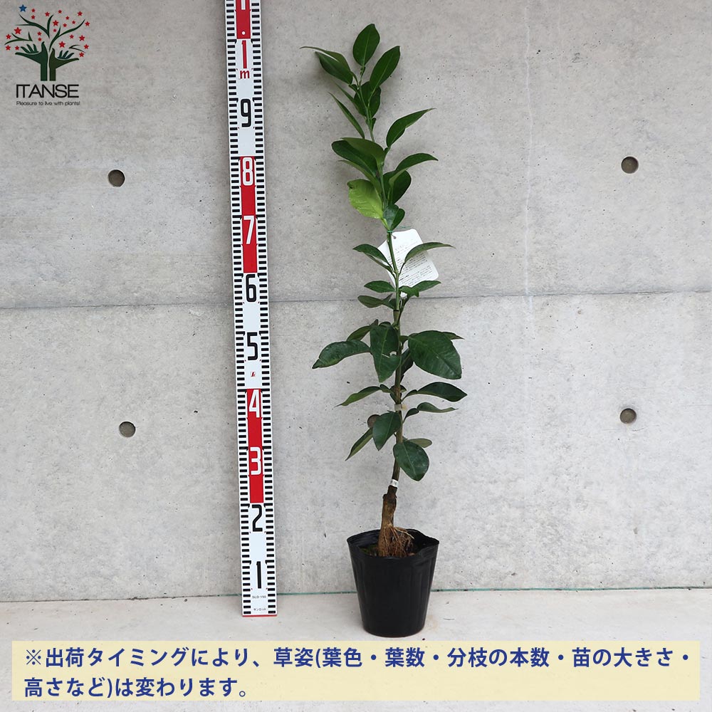 柑橘の苗 酢橙(すだいだい)【果樹の苗木 15cmポット 1～2年生