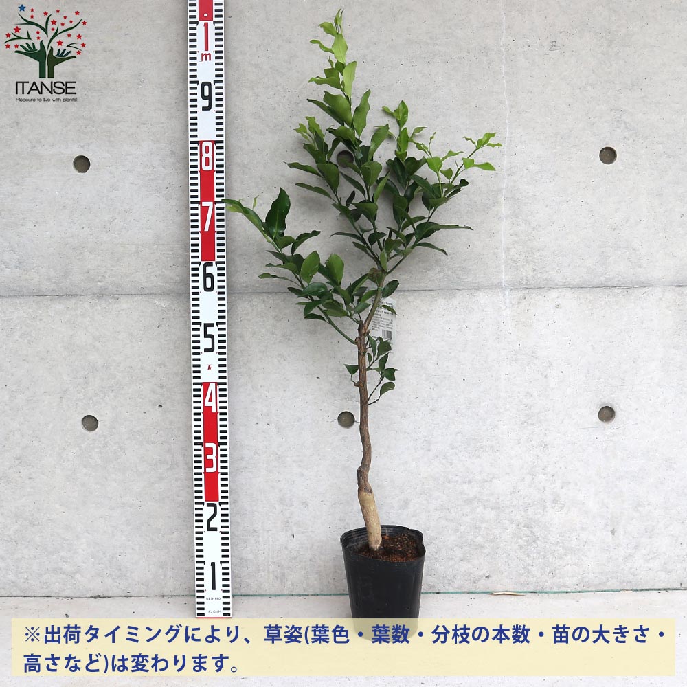 柑橘の苗 日向夏(ひゅうがなつ)【果樹の苗木 15cmポット 1～2