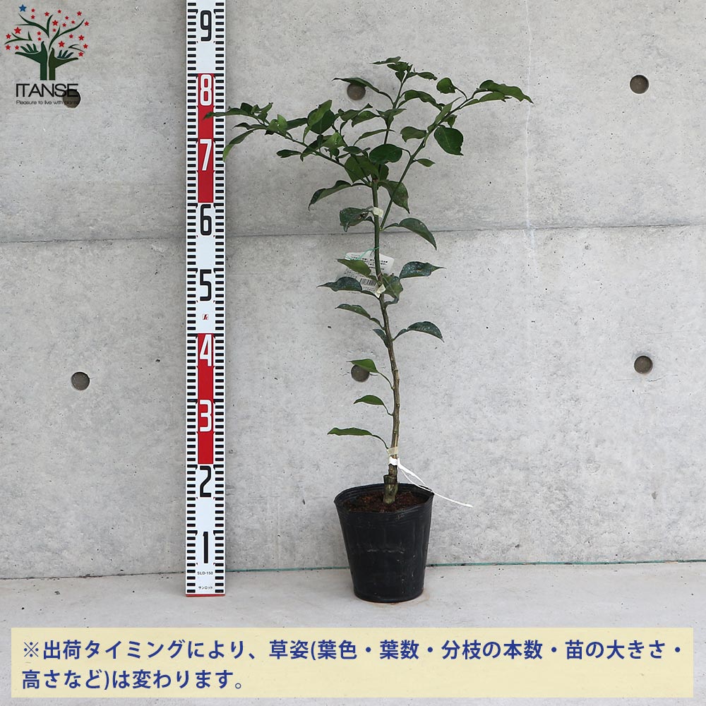 柑橘の苗 邪払(じゃばら)【果樹の苗木 15cmポット 1～2年生 接木苗／1