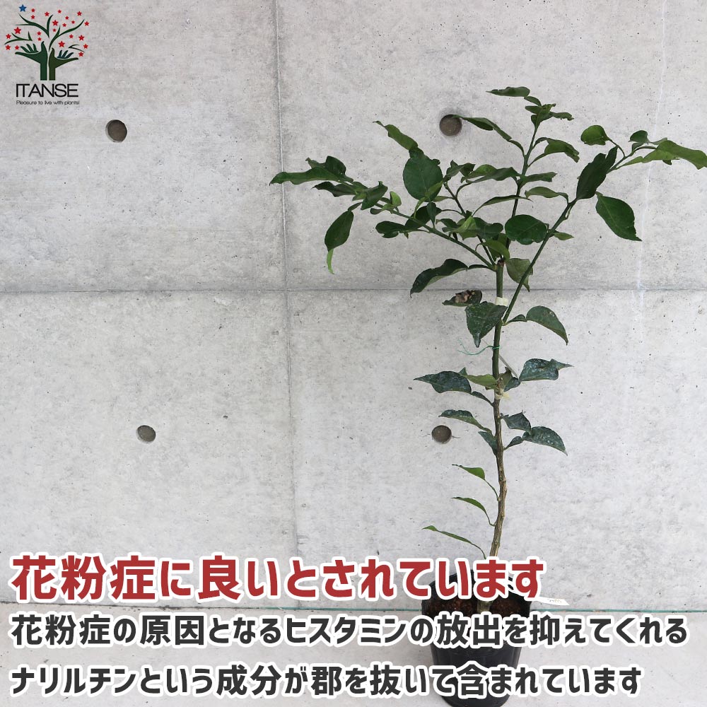 柑橘の苗 邪払(じゃばら)【果樹の苗木 15cmポット 1～2年生 接木苗／1