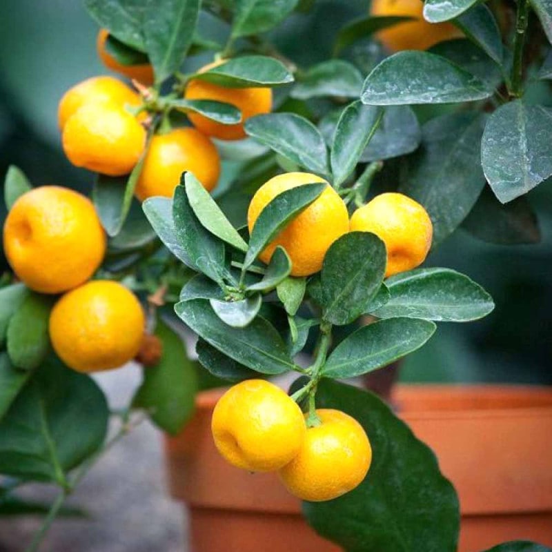 ヒスイカズラの苗 (翡翠葛)【花苗 9～12cmポット苗／1個売り