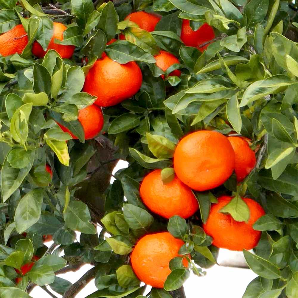 みかんの苗 小原紅早生(おばらべにわせ)【果樹の苗木 15cmポット 1～2年生 接木苗】