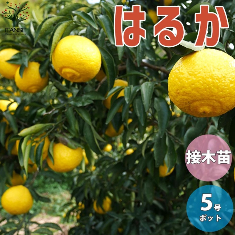 みかんの苗 小原紅早生(おばらべにわせ)【果樹の苗木 15cmポット 1～2