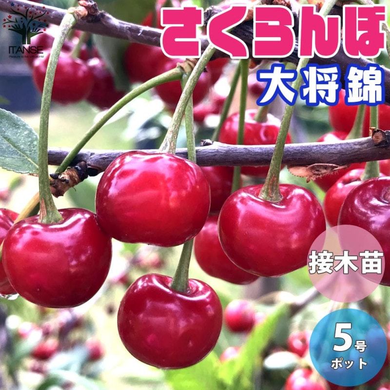 21超人気 送料無料 グレープフルーツの苗 マーシュ 果樹の苗木 15cmポット 1 2年生 接木苗 1個売り ルビー ピンクグレープフルーツの苗木