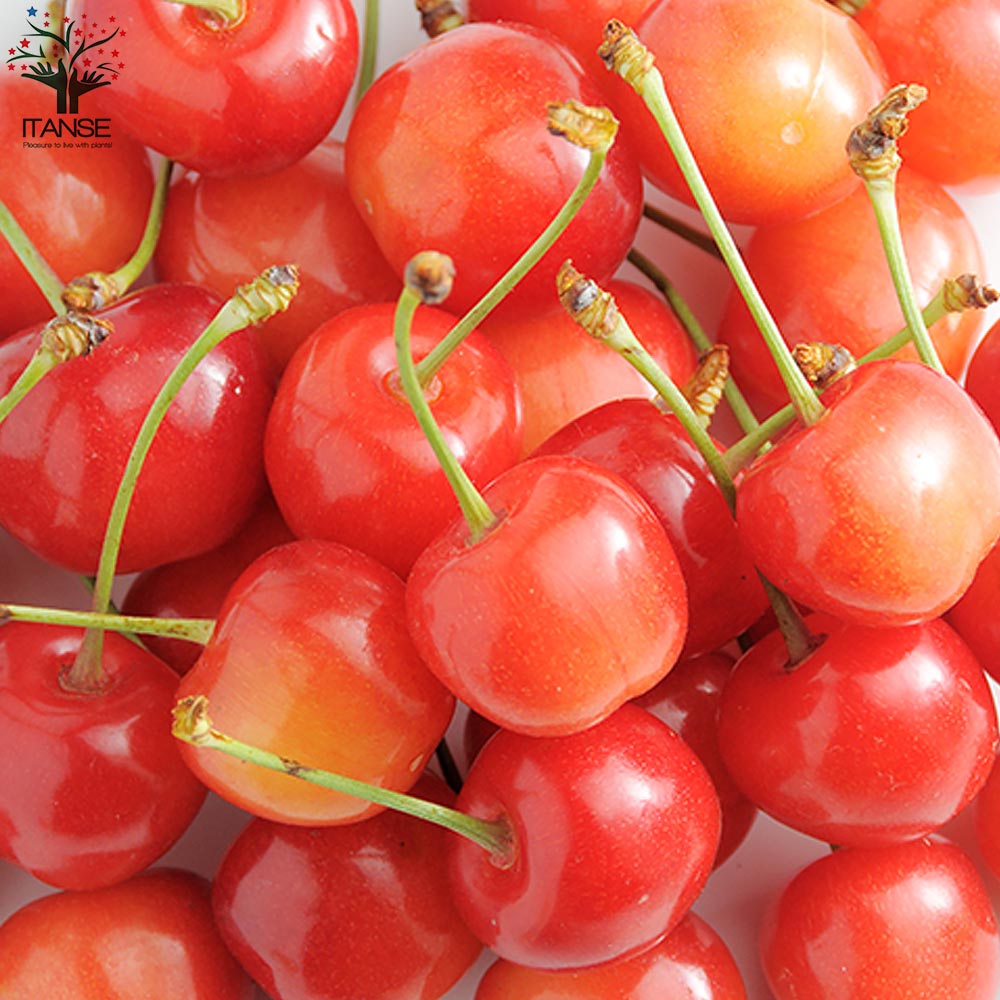 さくらんぼの苗 大将錦【果樹の苗木 15cmポット 1～2年生 接木苗／1個