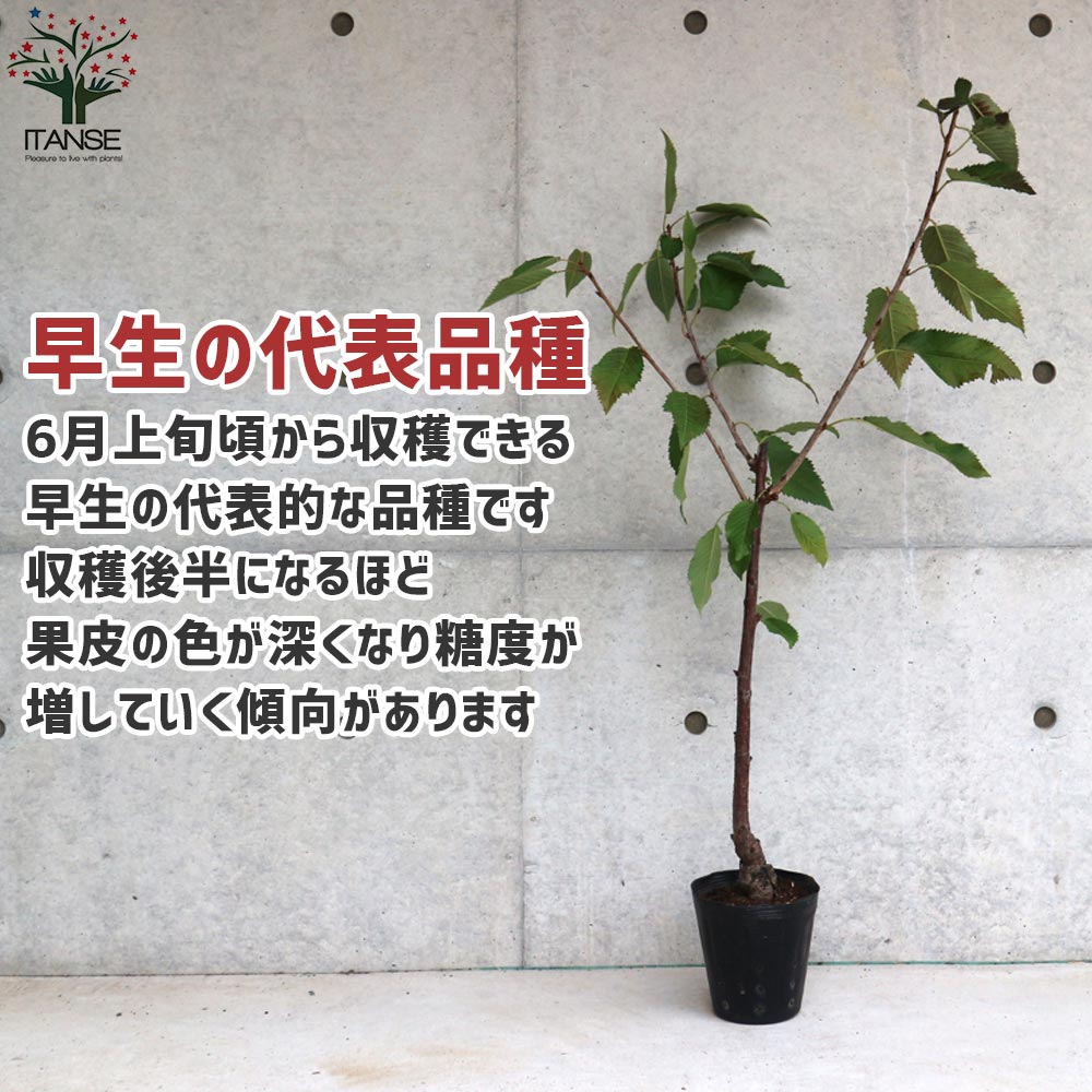 さくらんぼの苗 紅さやか【果樹の苗木 12cmポット 1～2年生 接木苗／1