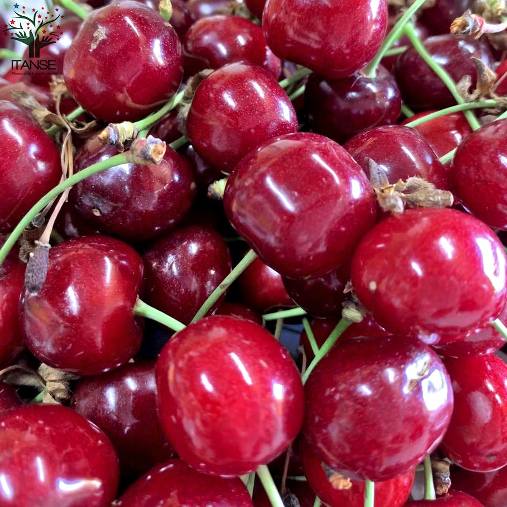 さくらんぼの苗 紅さやか【果樹の苗木 12cmポット 1～2年生 接木苗／1