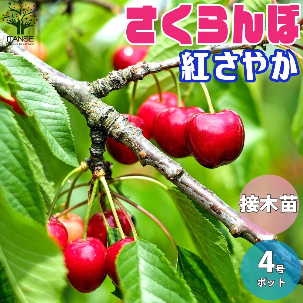 さくらんぼの苗 紅さやか【果樹苗／12cmポット接木苗／1個売り