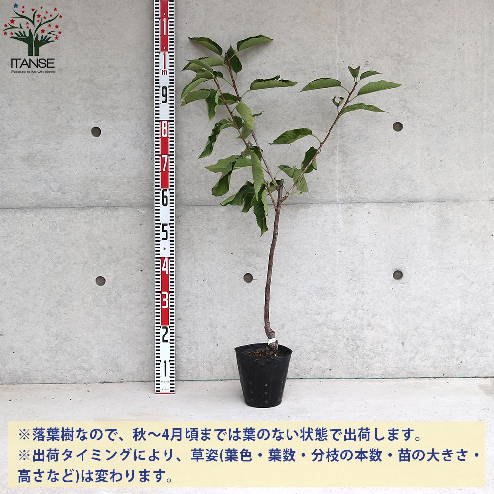 さくらんぼの苗 南陽(なんよう)【果樹苗／15cmポット接木苗／1個売り
