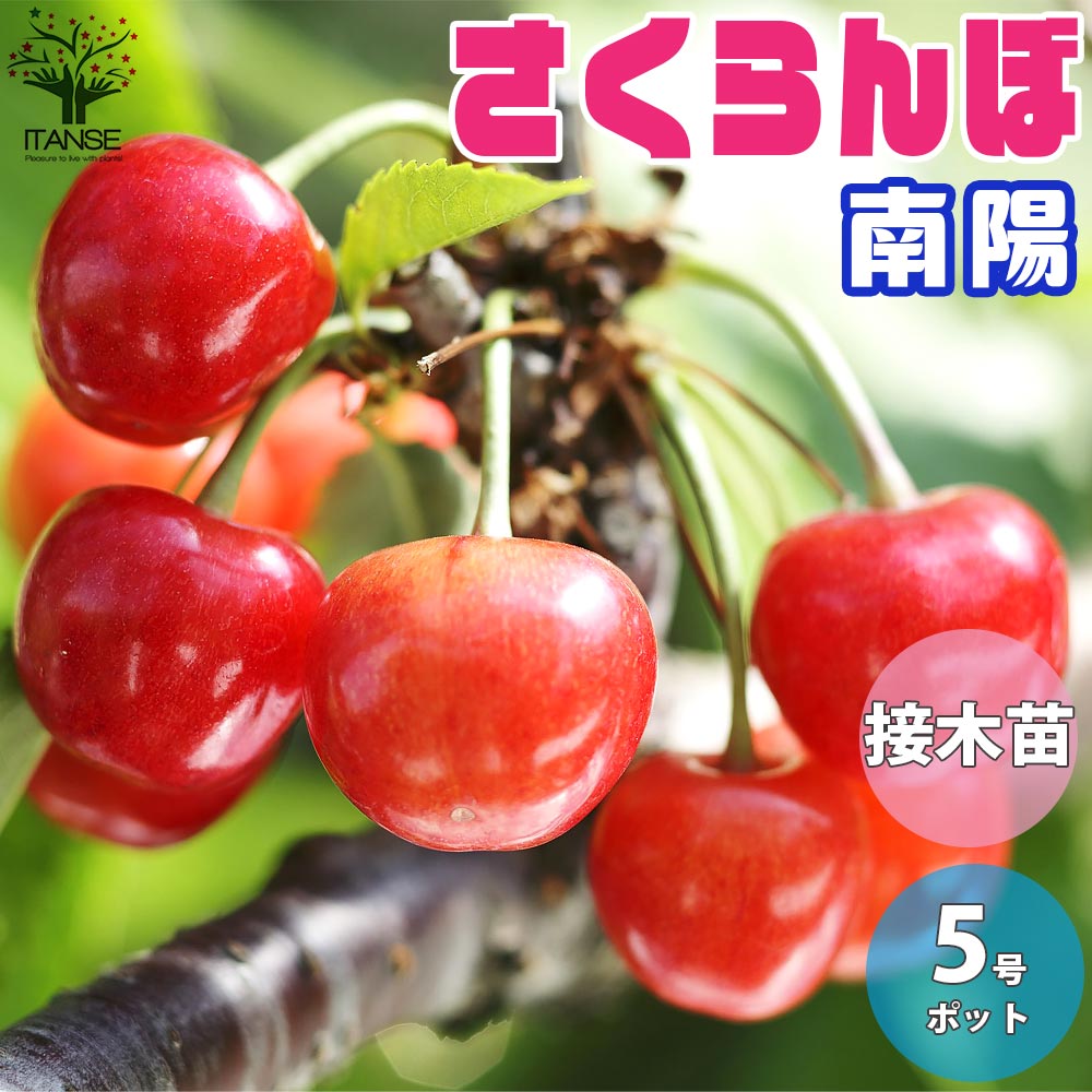 さくらんぼの苗 南陽(なんよう)【果樹の苗木 15cmポット 1～2年生 接木苗／1個売り】