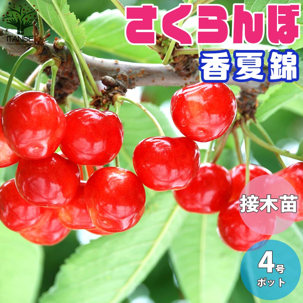 さくらんぼの苗 香夏錦(こうかにしき)【果樹の苗木 12cmポット 1～2