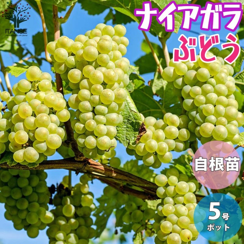 ぶどう苗 瀬戸ジャイアンツの苗木【果樹苗 ／15cmポット大苗挿し木苗