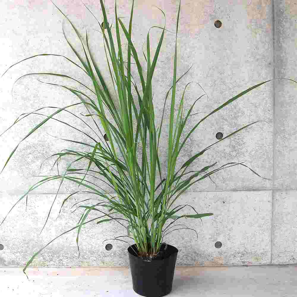 レモングラス 【ハーブの苗 6号ポット 大苗／1個売り】