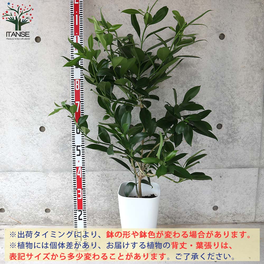 ファグラエア・ベルテロアナ リビングやオフィス向きサイズ【観葉植物