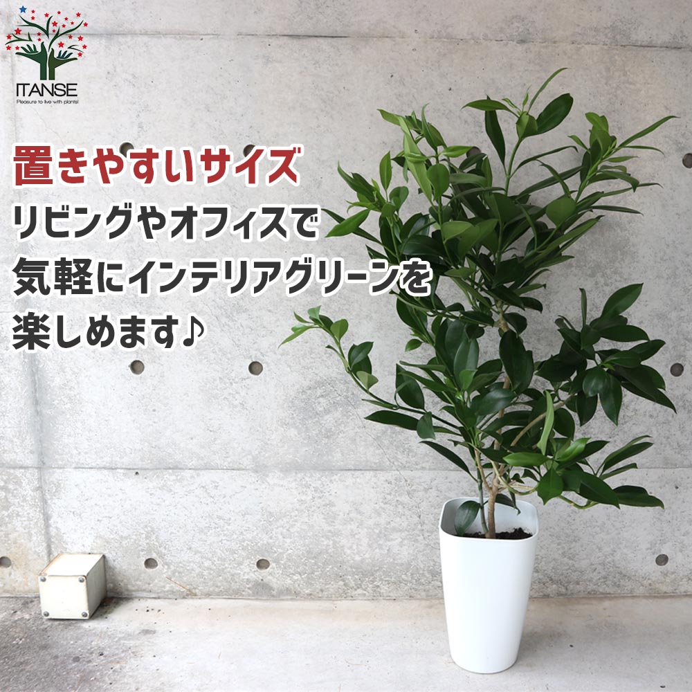 ファグラエア・ベルテロアナ リビングやオフィス向きサイズ【観葉植物