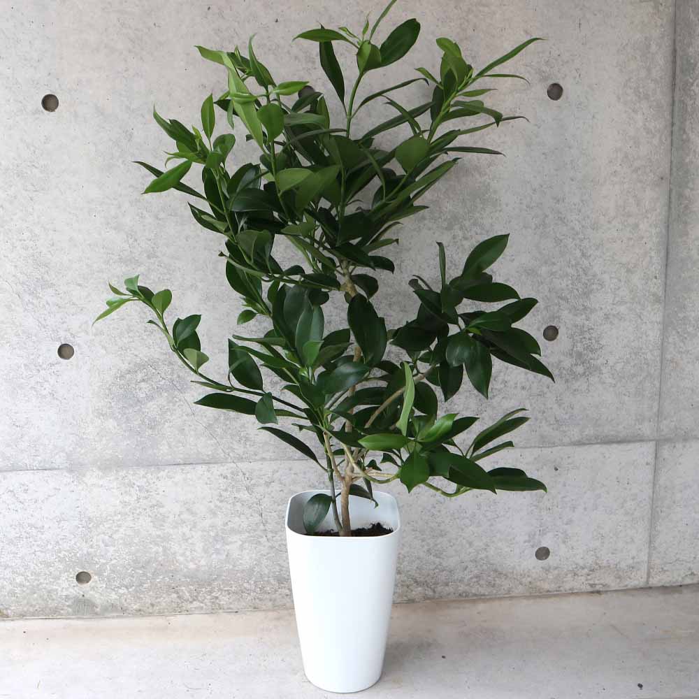 ファグラエア ベルテロアナ 曲がり 観葉植物 室内 インテリアグリーン