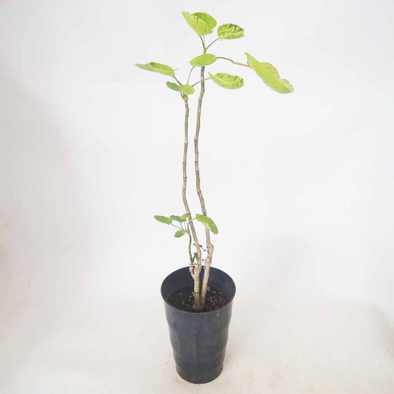 マカダミアナッツの苗木 【果樹の苗木 5号ポット／1個売り】｜ 【植物