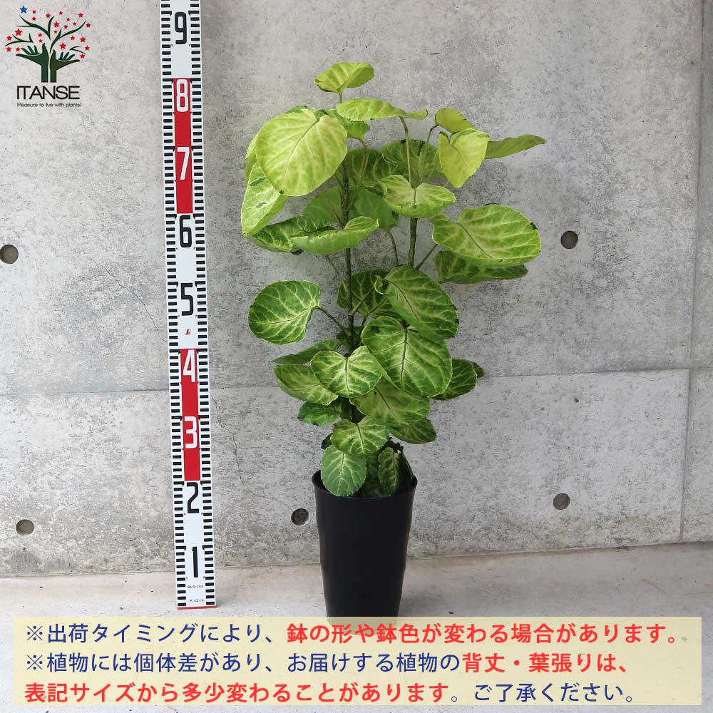 ポリシャス スーパームーン リビングやオフィス向きサイズ【観葉植物 6