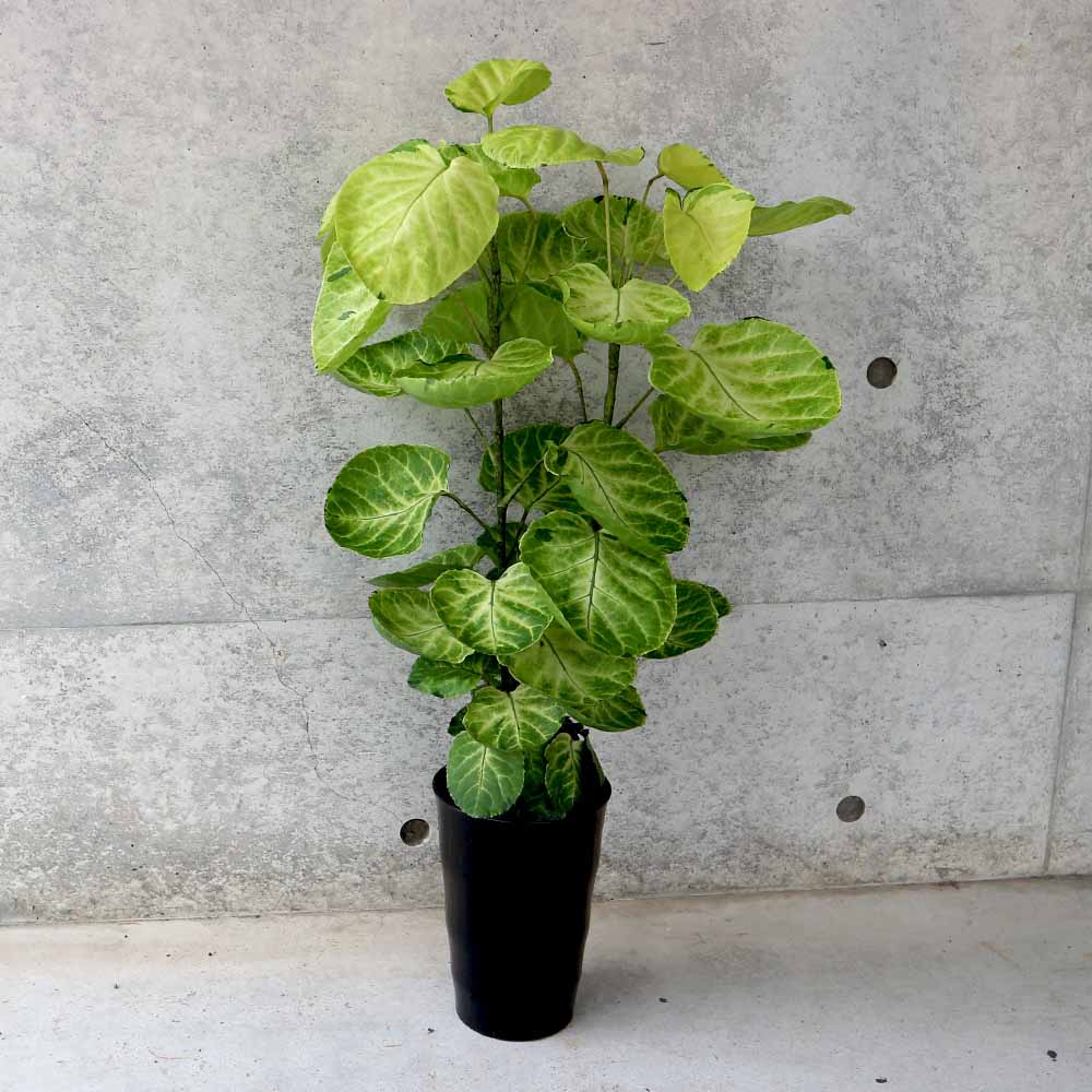 ポリシャス スーパームーン リビングやオフィス向きサイズ【観葉植物 6号プラスチック鉢／1個売り】