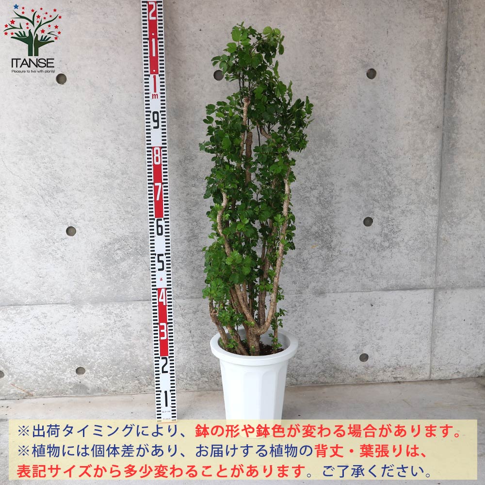 ポリシャス バタフライ リビングやオフィス向きサイズ【観葉植物 8号鉢