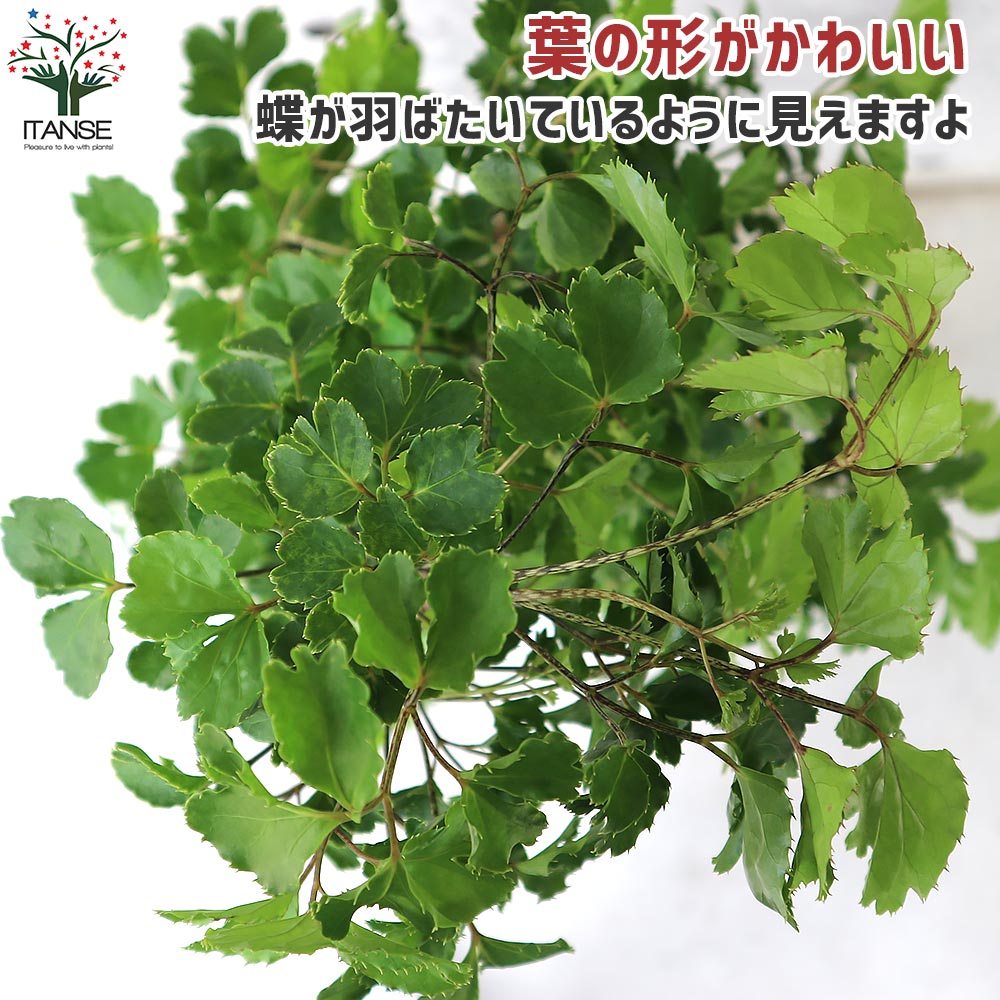 ポリシャス バタフライ リビングやオフィス向きサイズ【観葉植物 8号鉢