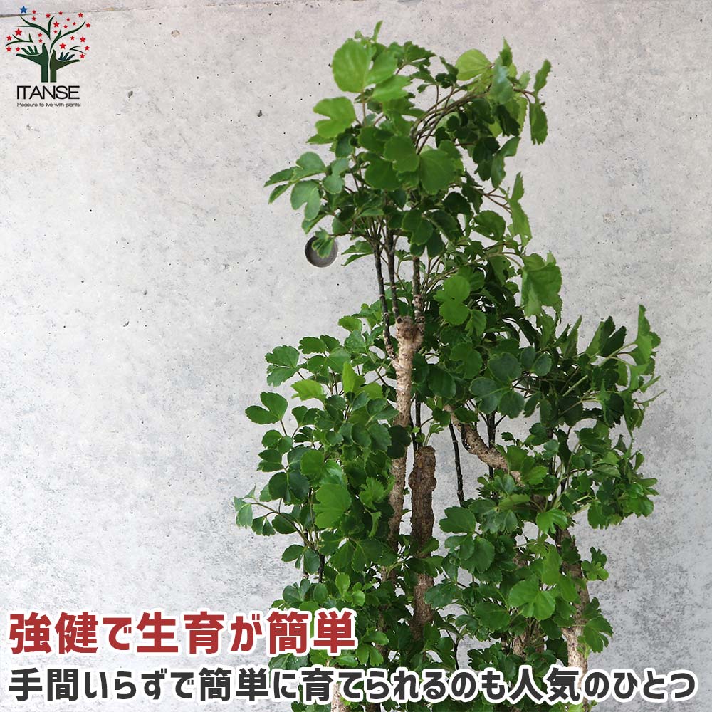 ポリシャス バタフライ リビングやオフィス向きサイズ【観葉植物 8号鉢