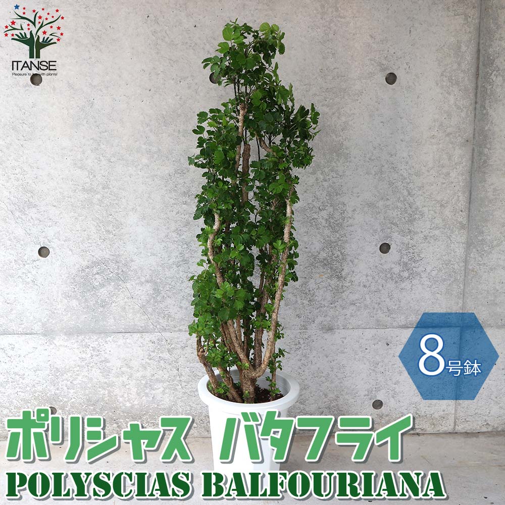 ☆ ポリシャス バタフライ♪ 117cm 8号♪ ポリシャス バタフライ リビングやオフィス向きサイズ【観葉植物 8号鉢