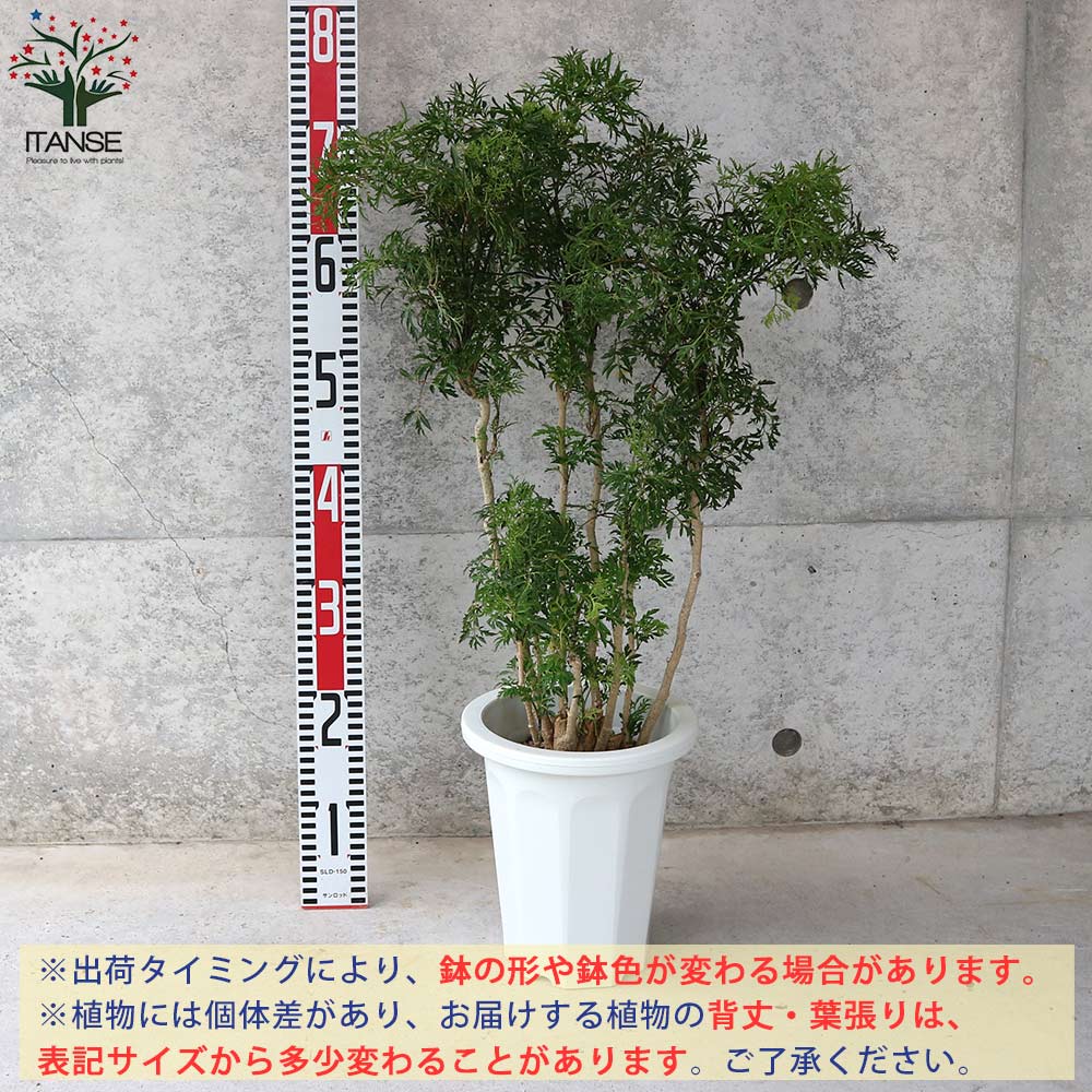 タイワンモミジ リビングやオフィス向きサイズ【観葉植物 6号鉢