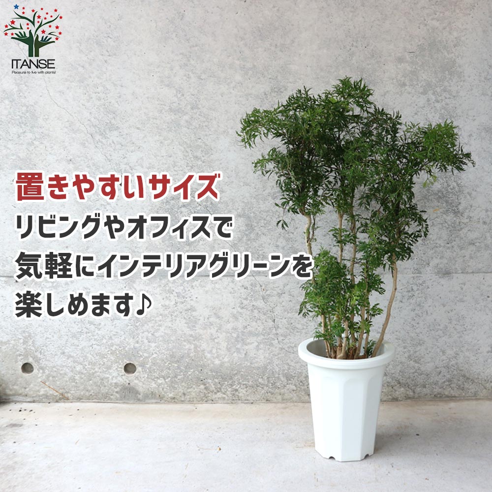 タイワンモミジ リビングやオフィス向きサイズ【観葉植物 6号鉢／1個