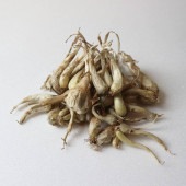 らっきょう種球根 島らっきょう【野菜の苗 ネット詰め野菜球根 充填時120g／1袋／1個売り】|球根類