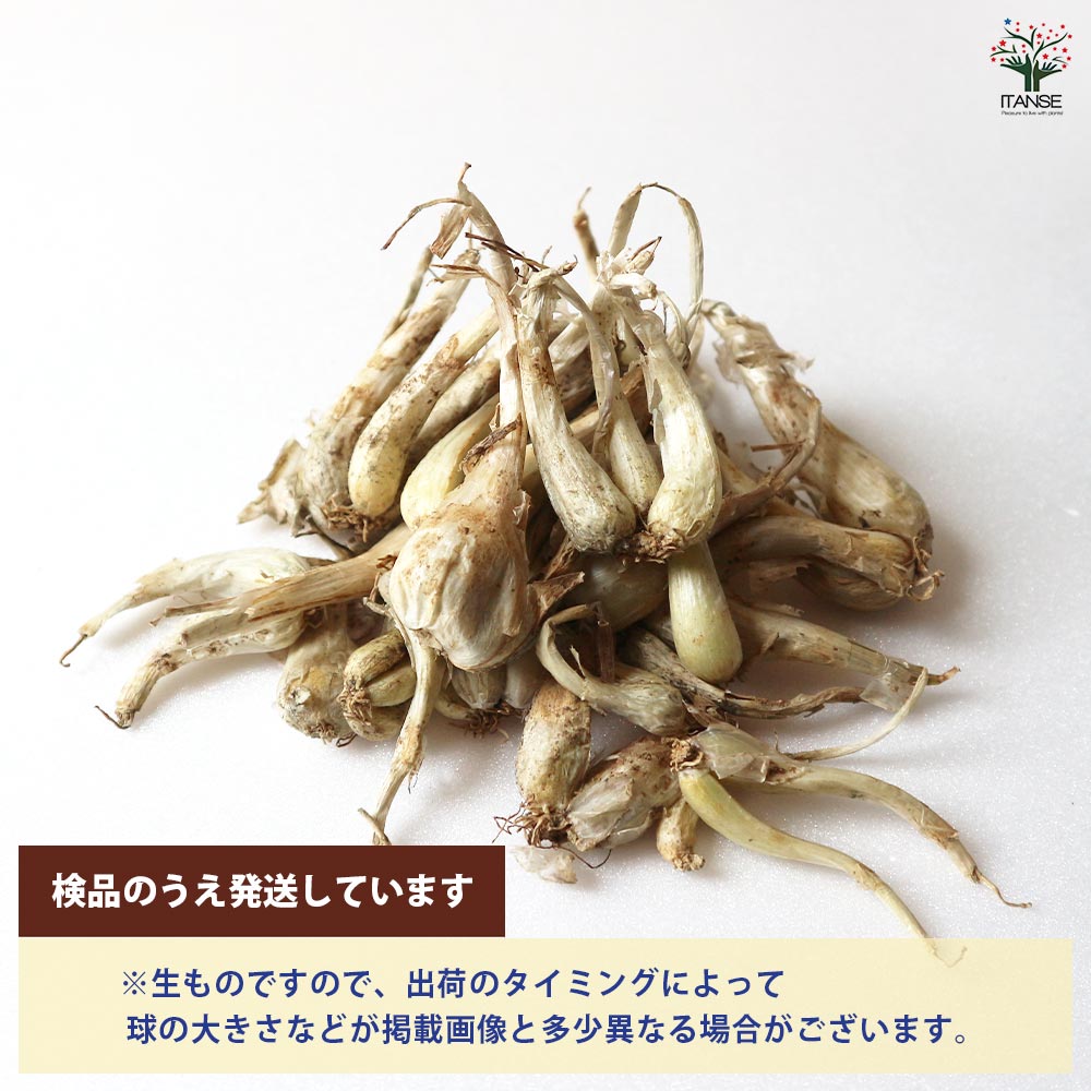 らっきょう種球根 島らっきょう【野菜の苗 ネット詰め野菜球根