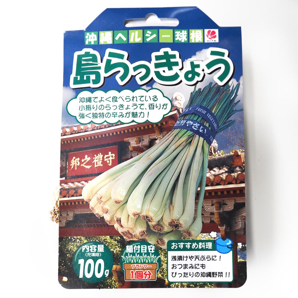 植え付け用！元祖沖縄本島産！島らっきょう種 200本 植え付け用