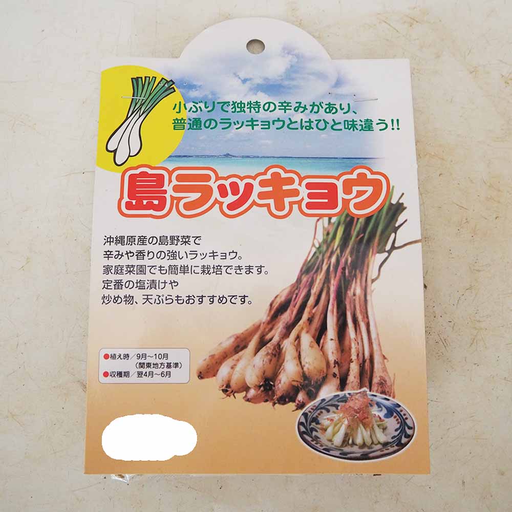 らっきょう種球根 島らっきょう【野菜の苗 ネット詰め野菜球根 充填時100g／1袋／1個売り】