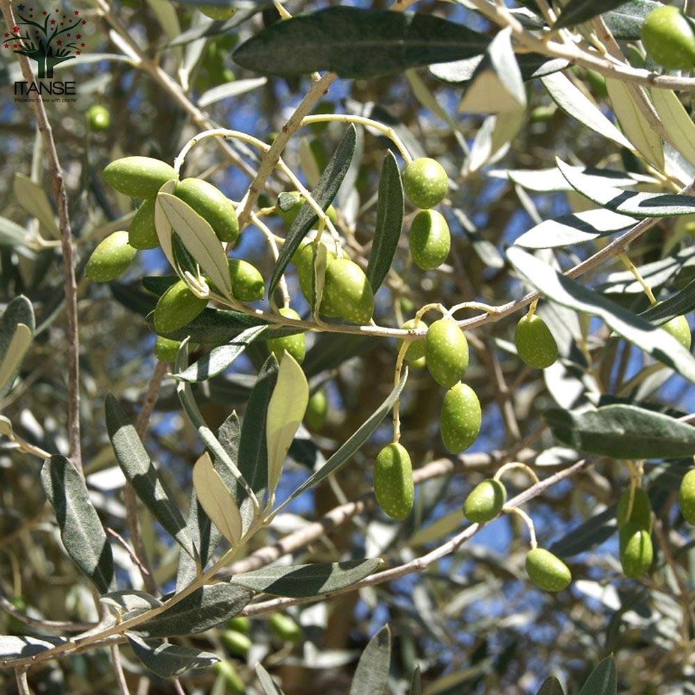 オリーブの苗木 「シプレッシーノ」鉢物なのでほぼ年中植付けOK!【果樹