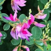 萩 だるま萩 (ダルマハギ)【庭木 6号鉢／1個売り】|植木・花木