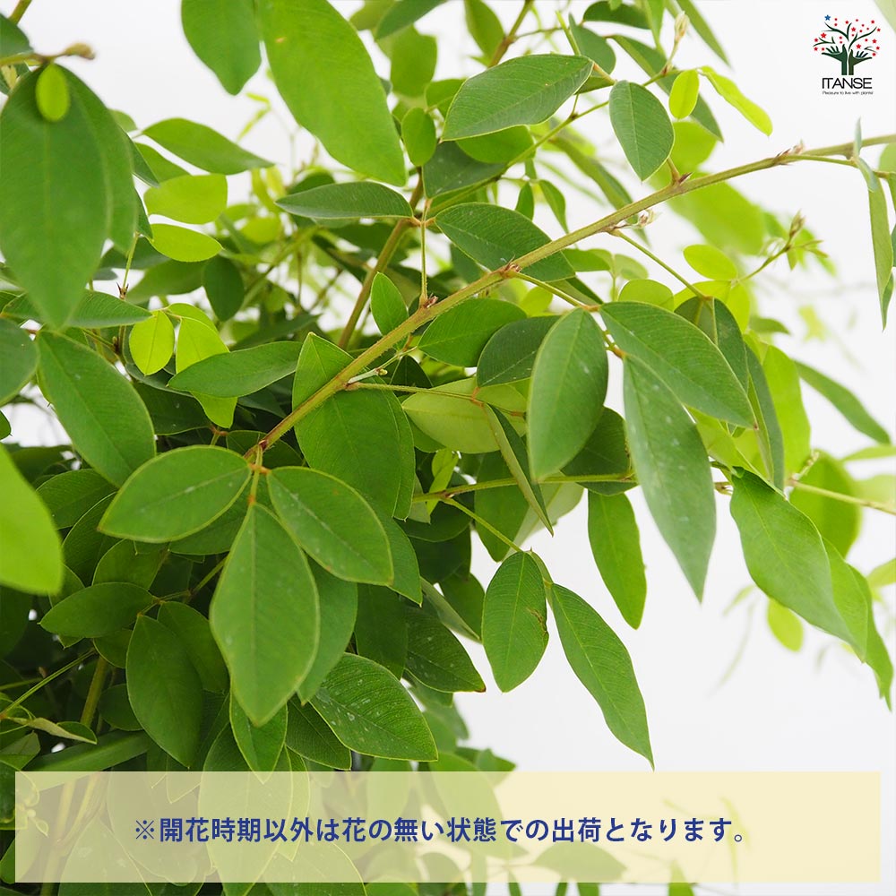 萩 江戸絞り萩 (エドシボリハギ)【庭木 6号鉢／1個売り】｜ 【植物の