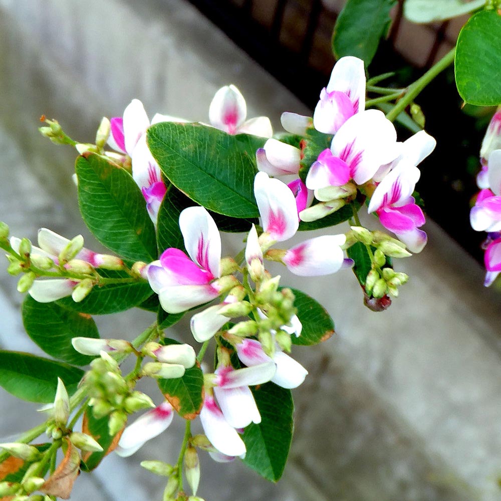 萩 江戸絞り萩 (エドシボリハギ)【庭木 6号鉢／1個売り】