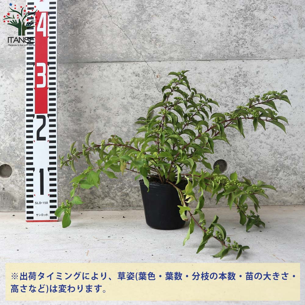 ムラサキシキブ(紫式部) コムラサキ【庭木 3～3.5号ポット苗／1個売り