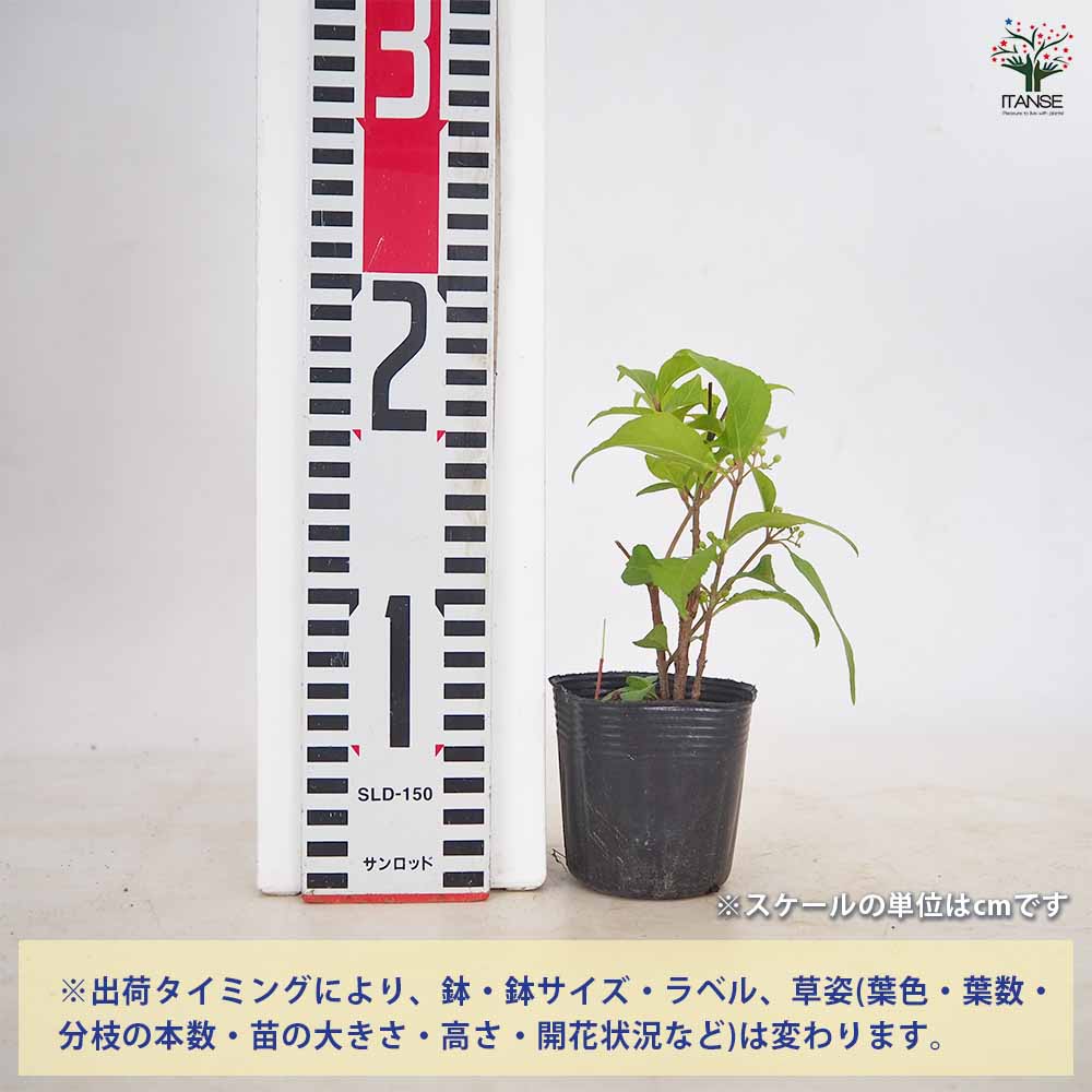 コムラサキ【庭木 3～3.5号／1個売り】｜ 【植物のITANSE】全品