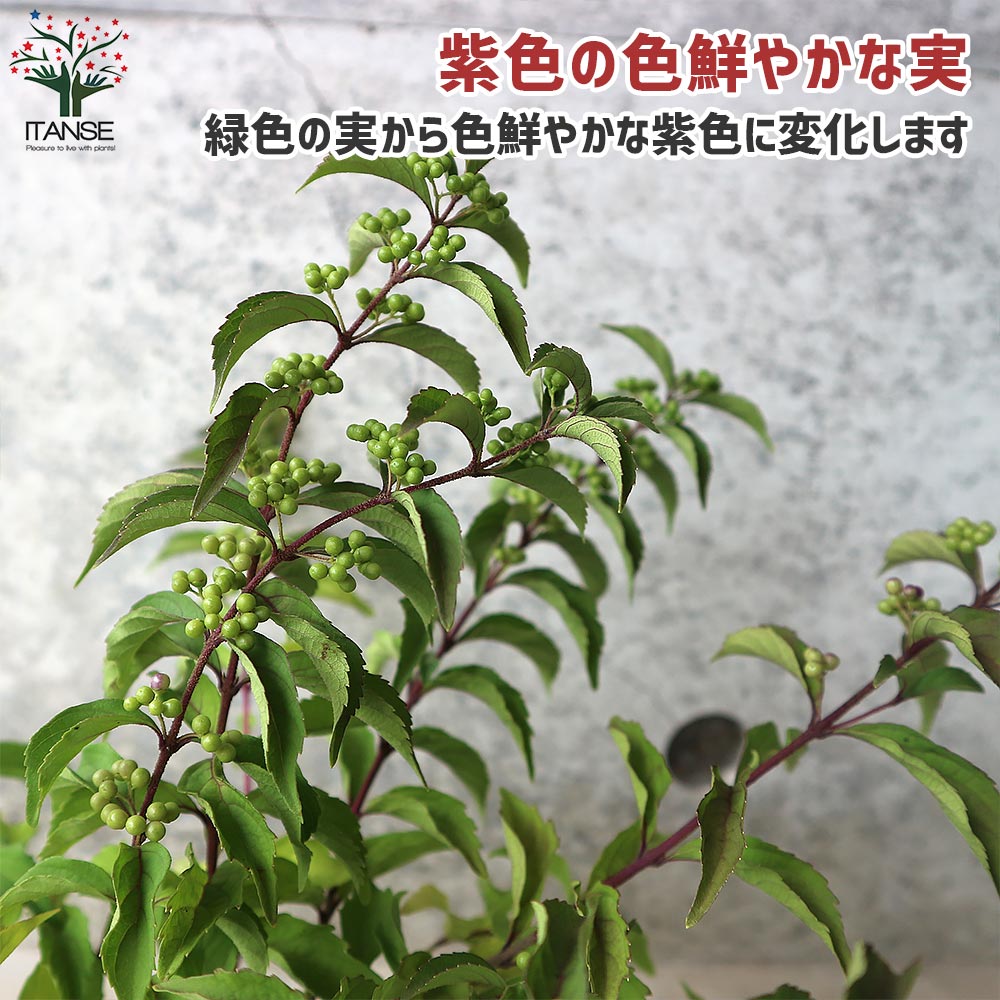 ムラサキシキブ(紫式部) コムラサキ【庭木 3～3.5号ポット苗／1個売り