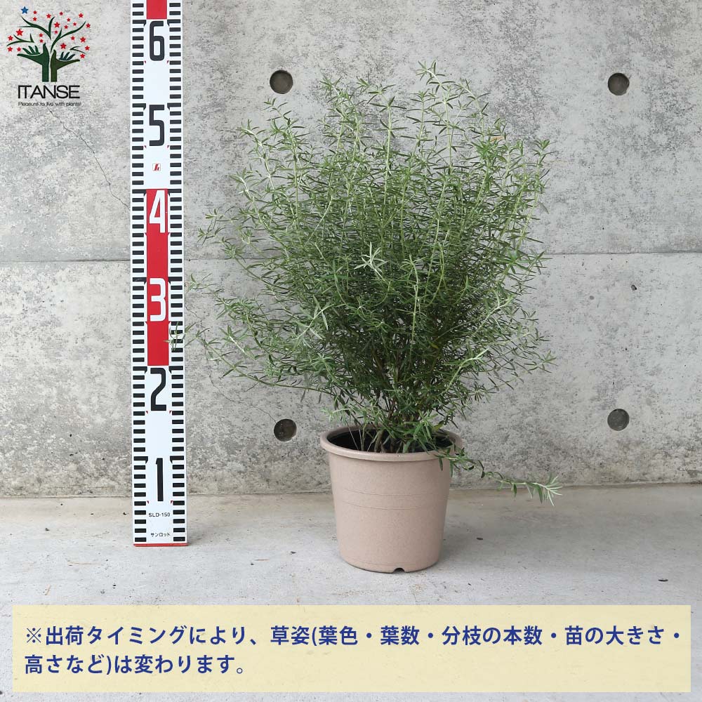 ウエストリンギア (花色：淡紫)【庭木 5号ポット大苗／1個売り