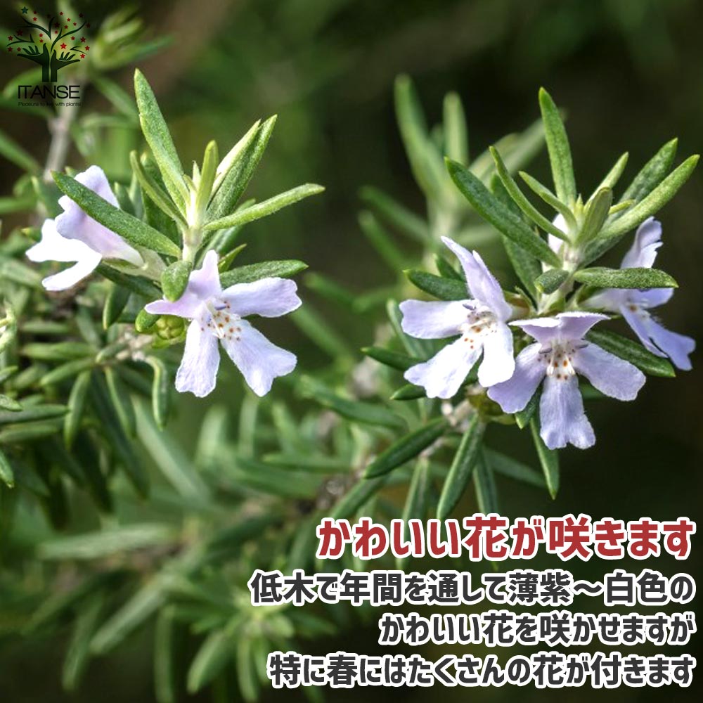 ウェストリンギア　5号ポット 4株セット ウエストリンギア (花色：淡紫)【庭木 5号ポット大苗／1個売り