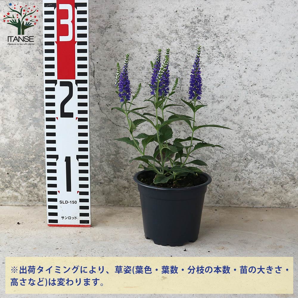和バラニ苗 ベロニカ ハミングバード ブルー【花苗 3.5号ポット／お買い得2