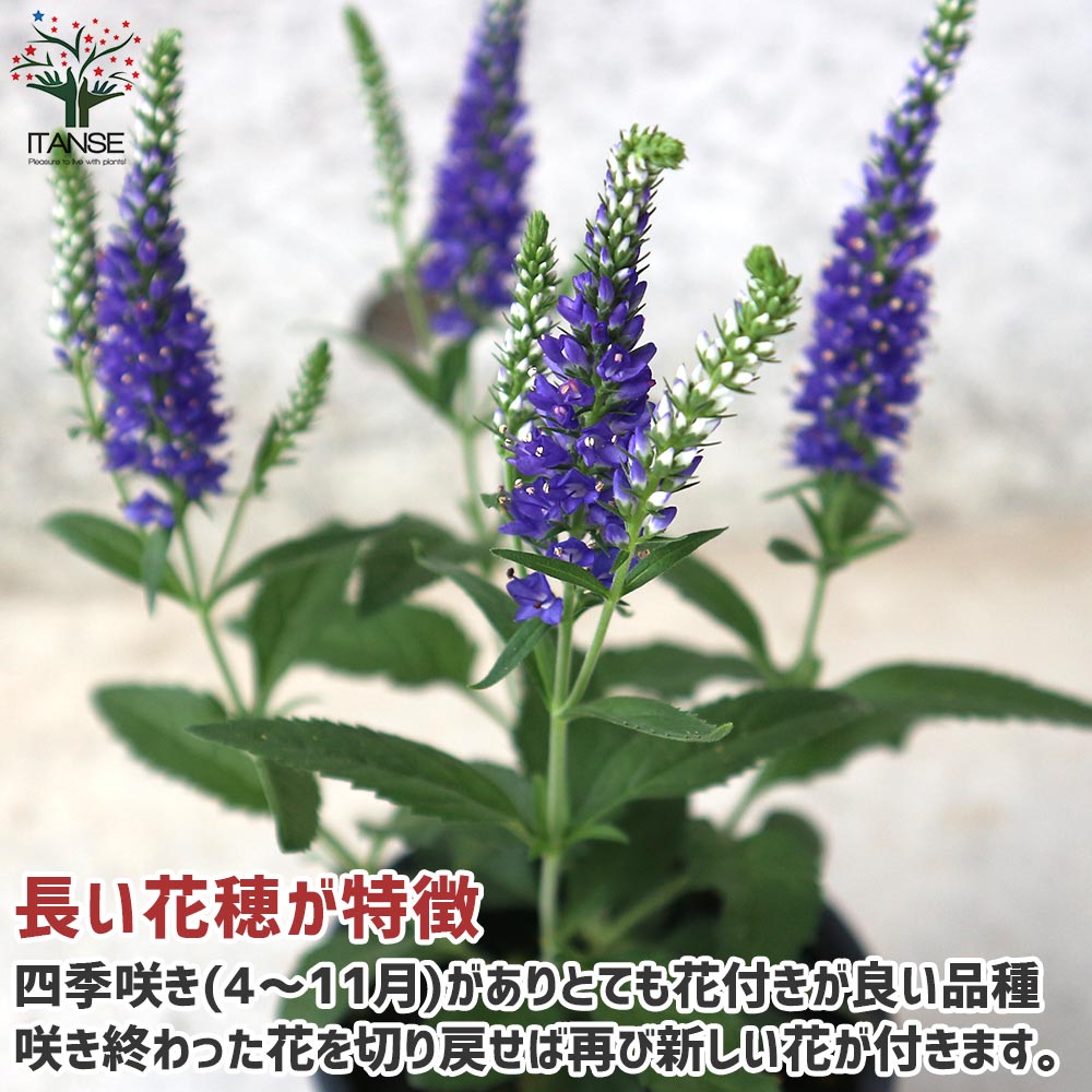 61 ＊暑さ寒さに強い宿根草ベロニカ（ハミングバード）ピンク 花