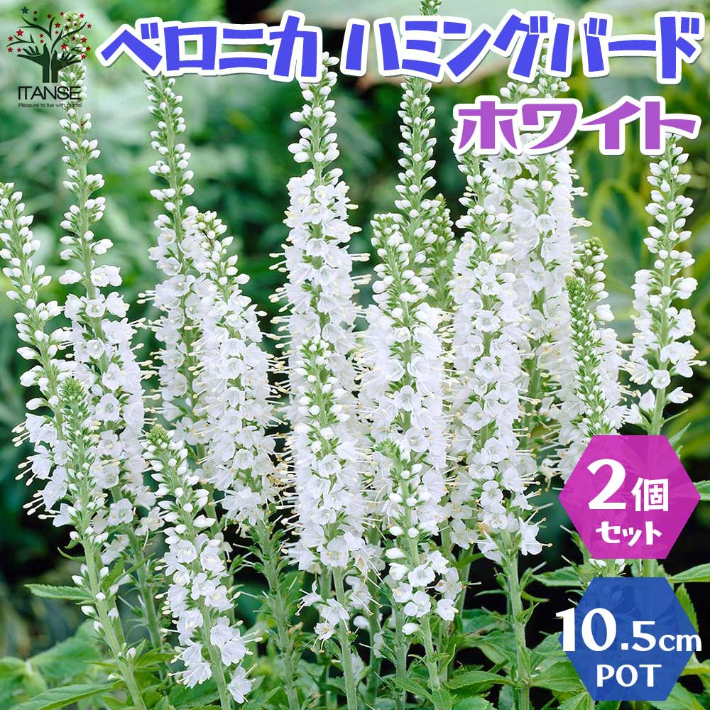ベロニカ ハミングバード ホワイト【花苗 3.5号ポット／お買い得2個セット】